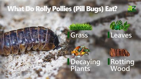 What Do Rolly Pollies Eat? - A-Z Animals