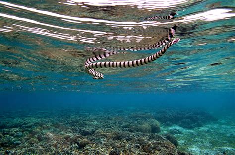 A British Man Has Died From A Sea Snake Bite While Fishing In Australia