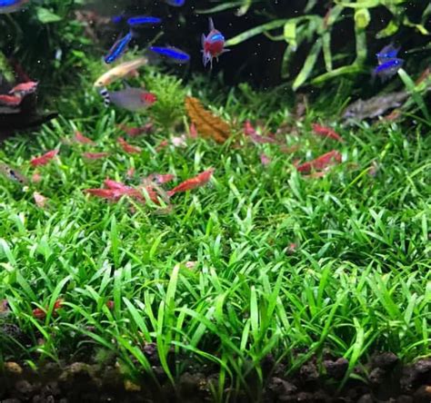 BUY 2 GET 1 FREE Cryptocoryne Parva Crypt Parva Easy Carpet | Etsy