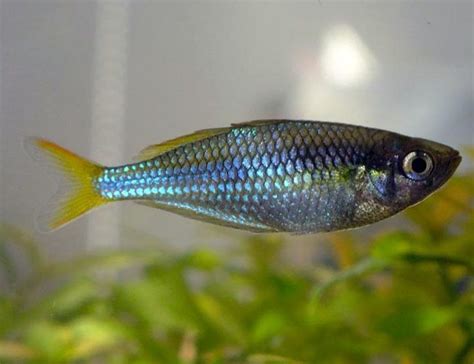 Dwarf Neon Praecox Small Tropical Rainbowfish - Arizona Aquatic Gardens