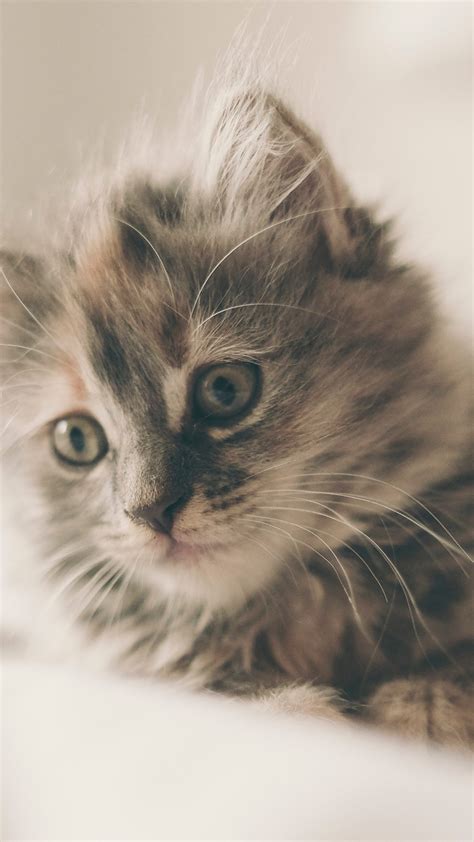 Download wallpaper: Fluffy kitten 1242x2208