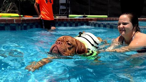 Dog Training: How to Teach a Dog to swim - YouTube