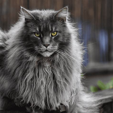 How to Identify Cat Breeds: From Ear Tufts to Fluffy Tails - PetHelpful