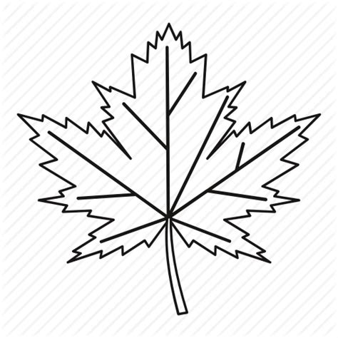 Maple Leaf Line Drawing at PaintingValley.com | Explore collection of ...