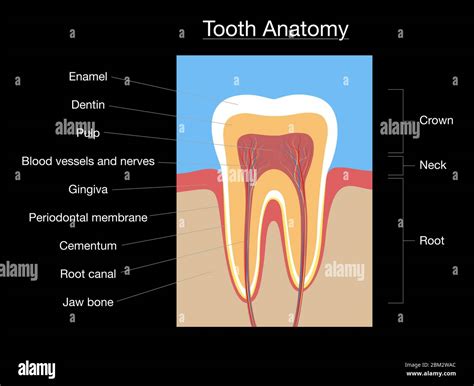 Tooth anatomy, medical labeled cross section chart with enamel, dentin ...