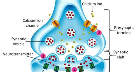Diagram of synaptic transmission | Okinawa Institute of Science and Technology OIST