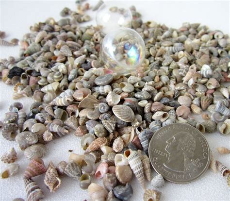 Beach Decor EXTRA TINY Seashells Nautical Decor Small Sea