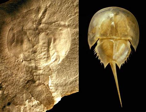 Oldest Horseshoe Crab Fossil Discovered | Horseshoe crab, Fossil, Living fossil