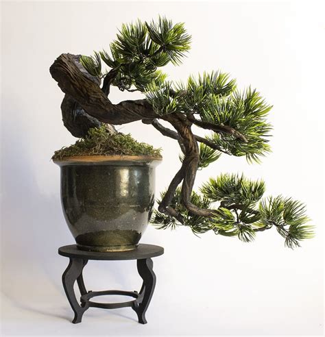 Ideal Species for Cascade Bonsai - Bonsai Tree Gardener