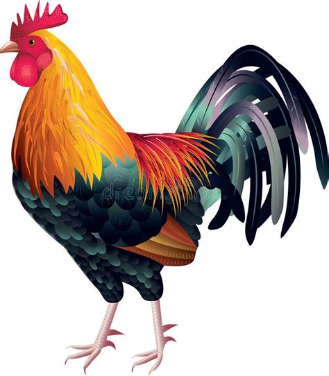 Colorful Rooster Photo Realistic Stock Vector - Illustration: 31610630