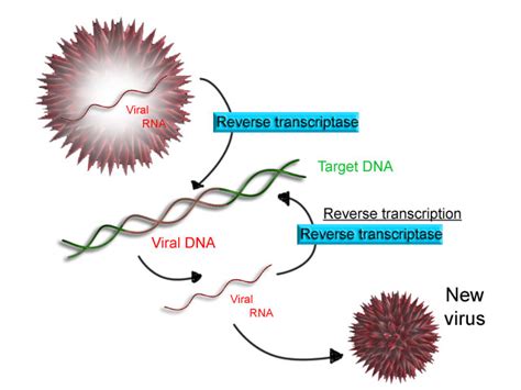 Reverse Transcription - Biochemistry - Medbullets Step 1