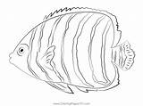 Chrysurus Angel Fish Juvenile Coloring Page For Kids  Free Angelfishes sketch template