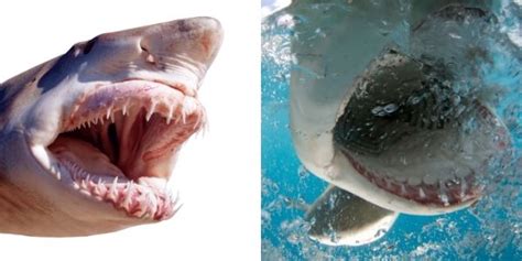 They have large teeth, but do sharks have tongues? - Shark Defence