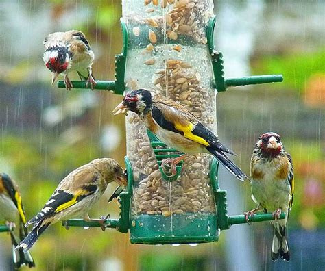 Where Do Birds Go In The Rain? | Bird Spot