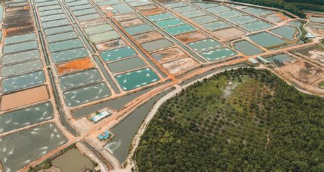 Is shrimp farming sustainable in its current form? - Aquaculture Magazine