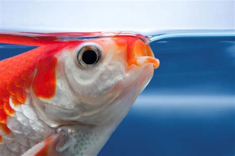 How Long Can a Fish Live Out of Water? - AquaViews