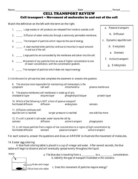 Active And Passive Transport Worksheet – Pro Worksheet