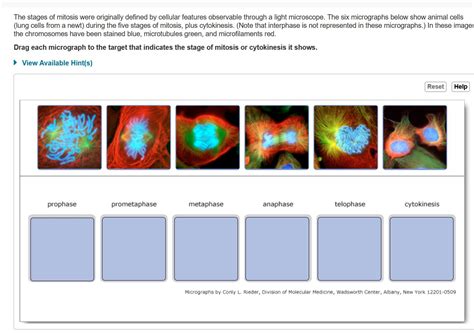 Cytokinesis Under Microscope