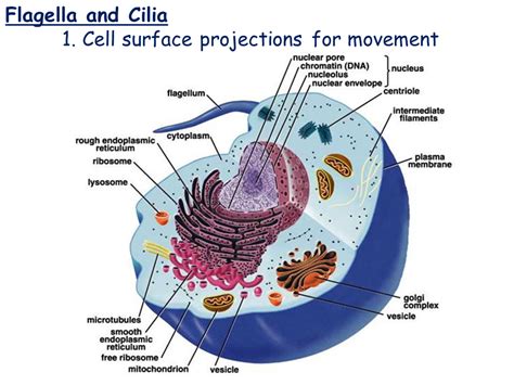 Cell Types and Cell Structure - Presentation Biology