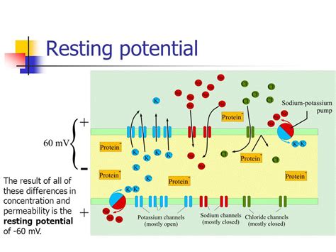 What is the resting potential for a neuron? | Socratic