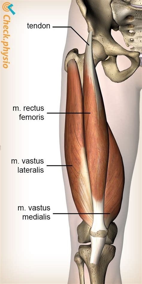 Rectus femoris tendinopathy | Physio Check