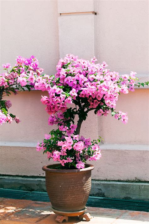 Best Climbing Plants - Burke's Backyard