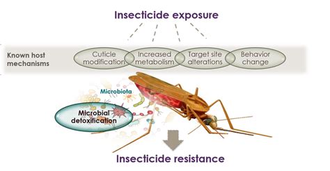 Insecticide resistance | Nsa Dada, PhD