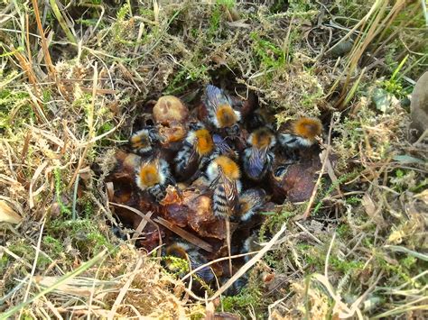 How to Identify and Control Ground Bees