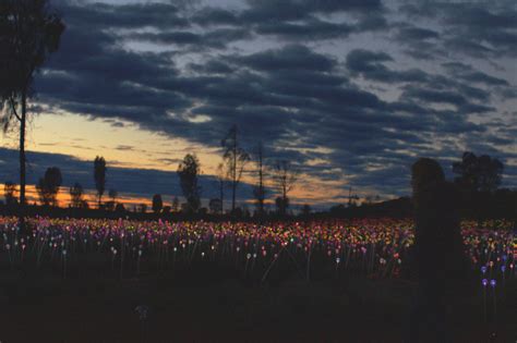 Watch Uluru’s ‘Field of Light’ come alive | Australia Outback Yarns