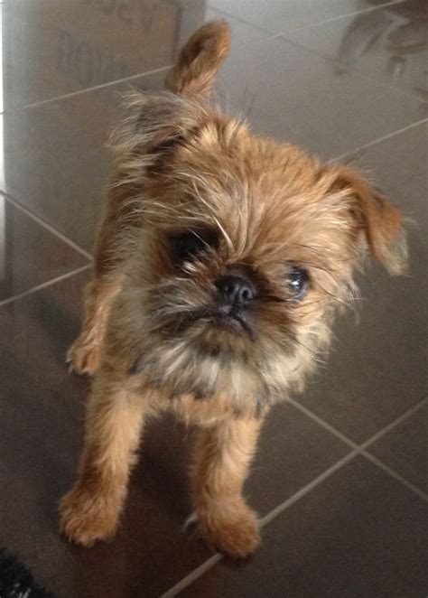 91 best brussels griffon, dogs, etc! images on Pinterest | Doggies, Griffon bruxellois and ...