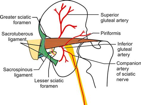 Structures Passing Through Greater Sciatic Foramen