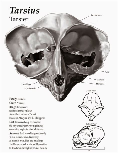 Tarsier Skull - Gabriela Elisa Taccir