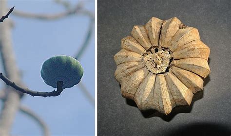 Hura crepitans, pod of the Sandbox Tree. | Seed pods, Pods, Plant life