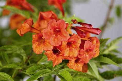 The Bells Of Fire Tecoma: A Stunning Firecracker Of A Plant - raadetuppa