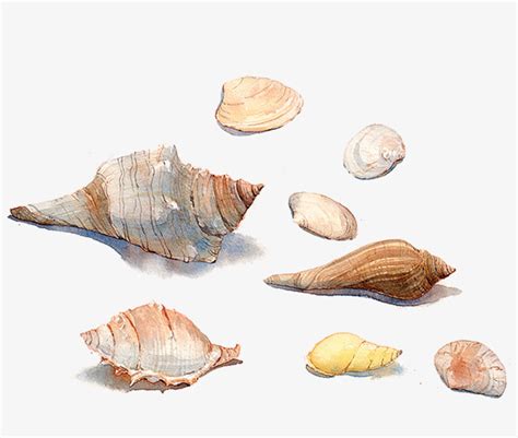 Conch Shell Watercolor at GetDrawings | Free download