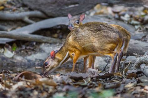 9 Tiny Facts About the Chevrotain | Mental Floss