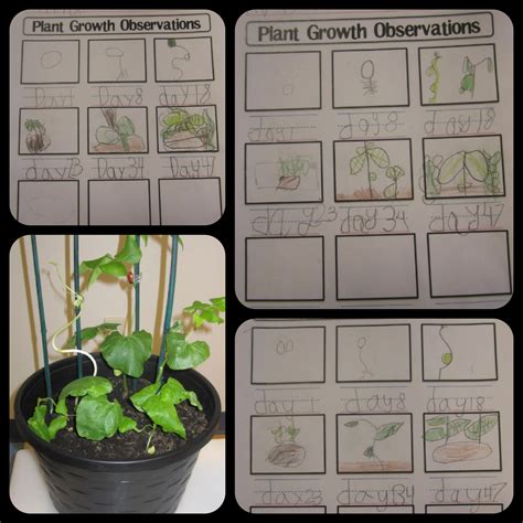 Plant Growth Chart For Students