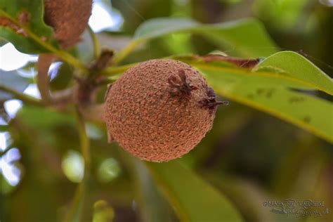 Sapota Fruit Photograph by C M K Maha sri Varshini - Fine Art America