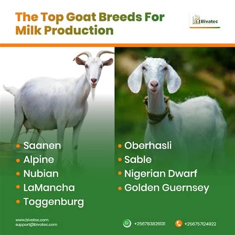 The Top 10 Goat Breeds for Milk Production: A Comprehensive Guide with Accurate Statistics