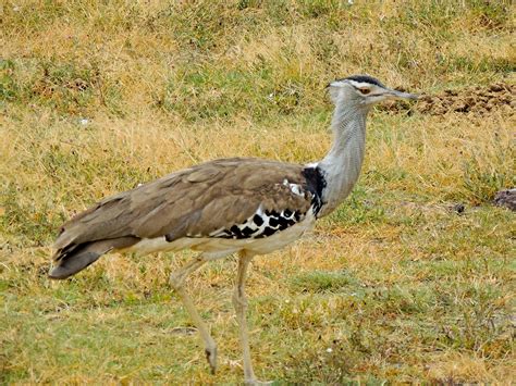 Kori Bustard, Ngorongoro Crater, Tanzania | Birds, Tanzania, Bird feathers