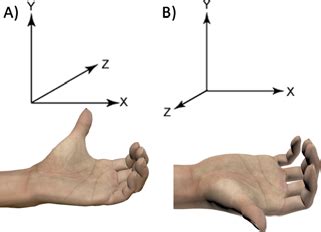 A) left handed and B) right handed coordinate systems. | Download Scientific Diagram