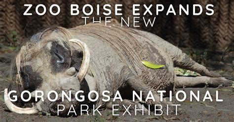 Zoo Boise: The New Gorongosa National Park Exhibit | Totally Boise