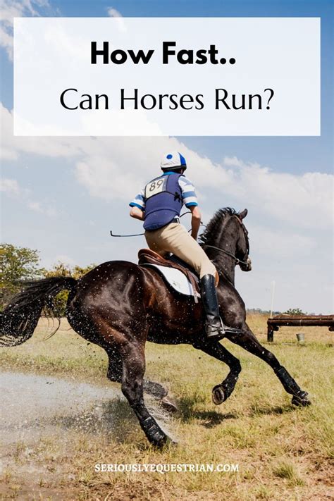 How Fast can a Horse Run? - Seriously Equestrian