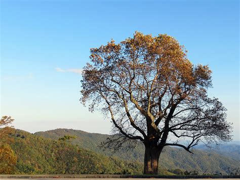 Tulip Poplar | Tulip tree in fall color at Grandview Overloo… | Flickr