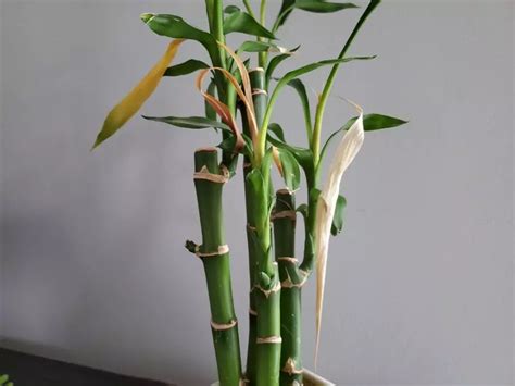 Why Is My Lucky Bamboo Dying? (8 Things to Check) - The Practical Planter