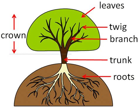 Pin by Monica E. on education | Tree study, Educational worksheets ...