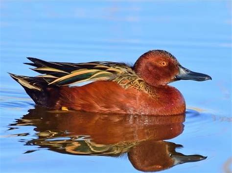 Browse by Family, All About Birds, Cornell Lab of Ornithology