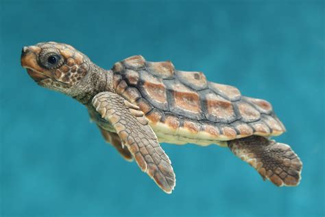 Monterey Bay Aquarium | Loggerhead sea turtle, Turtle, Loggerhead turtle