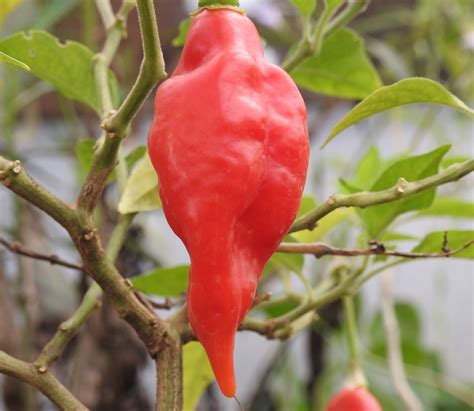 Pepper, Hot Paper Lantern Habanero (Capsicum chinense), packet of 20 ...