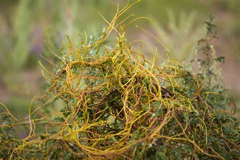 This Parasitic Vine Helps Plants Communicate